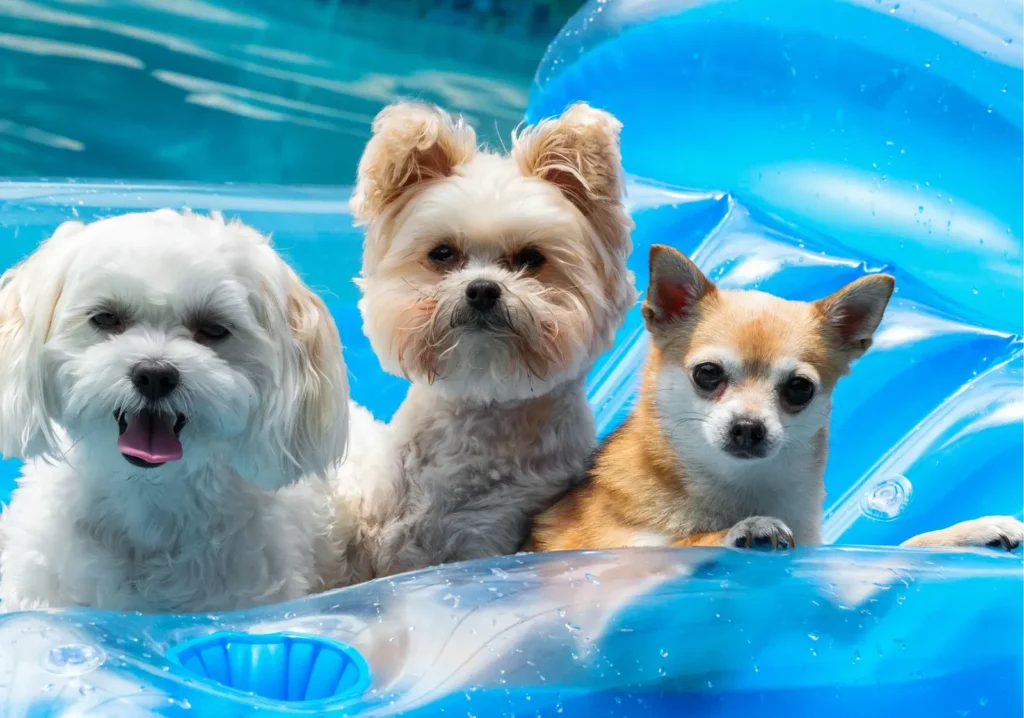 3 puppy dogs on a pool float