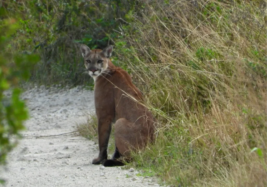 Bobcat sitting on a path