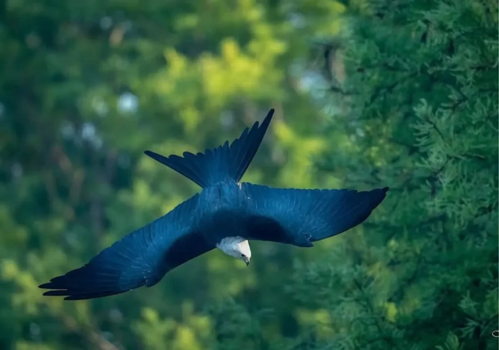 Close u of black bird with wings extended flying downward