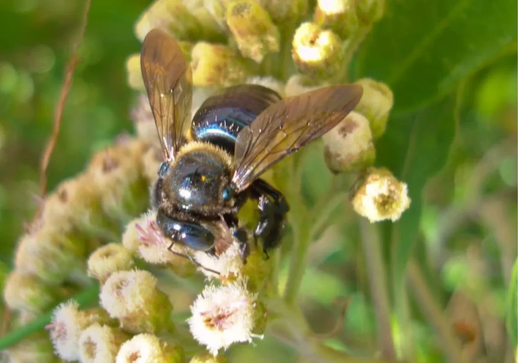 Close up of bee on a flower