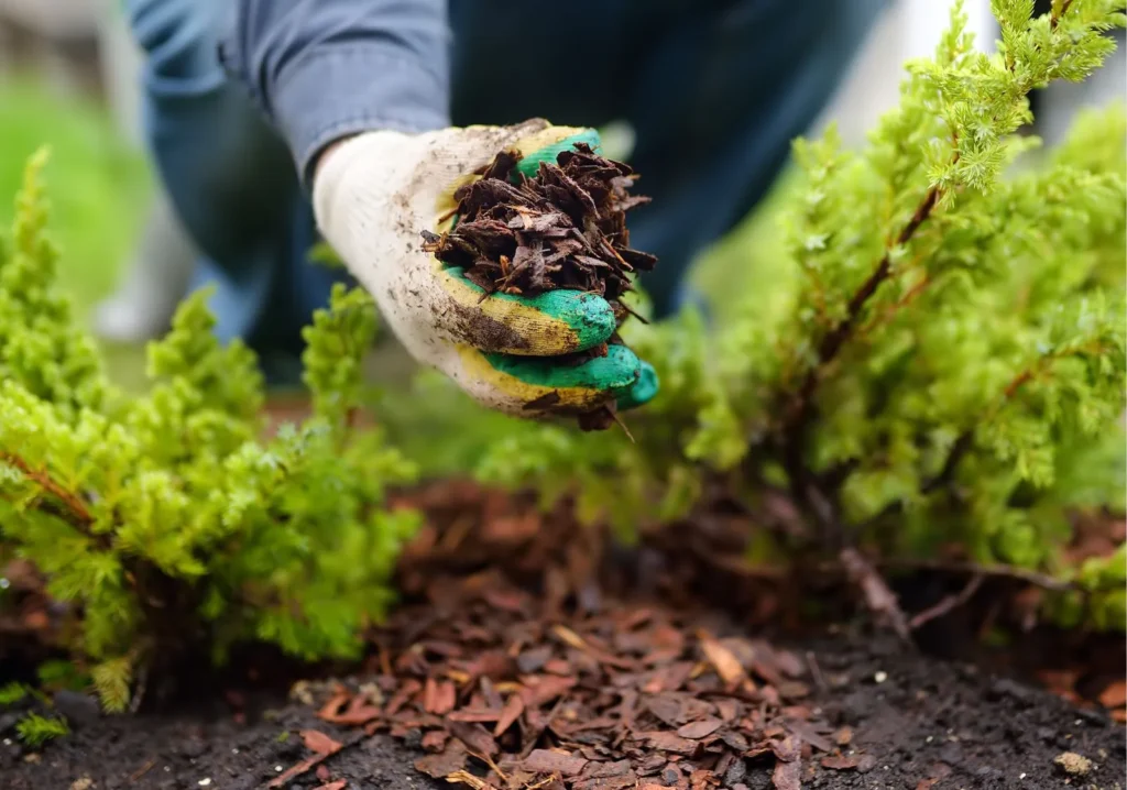 Close up of hand holding clump of dirt