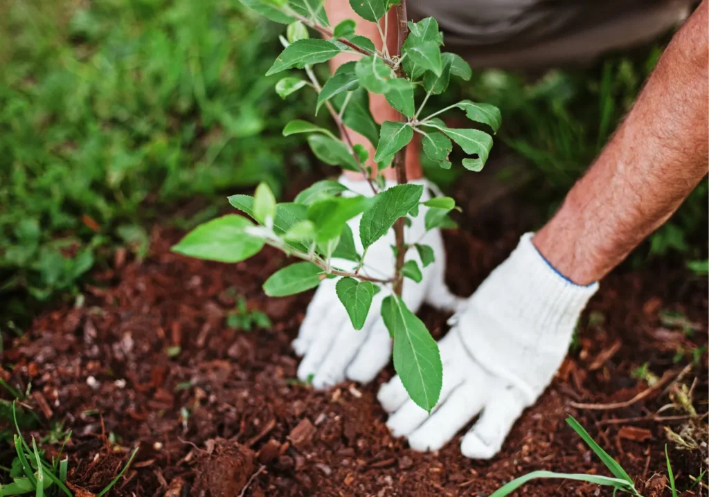 Close up of hands with white gloves planting a sapling
