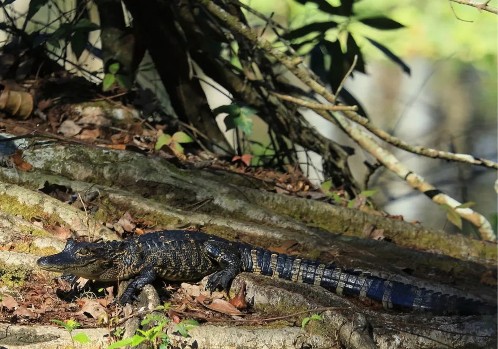 Close up of large lizard