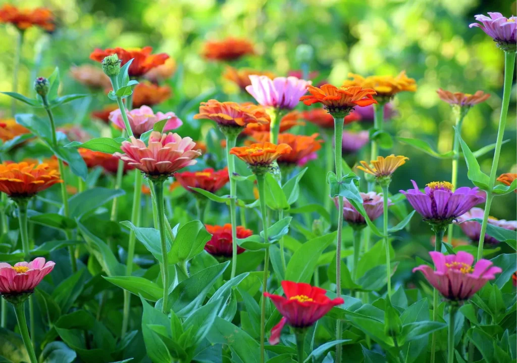 Close up of orange and purple and red flowers in a field