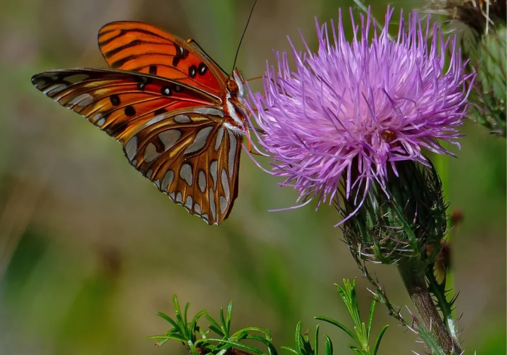 Close up of orange butterfly on a small purple flower