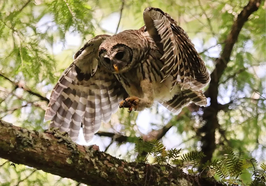 Close up of owl on a tree branch