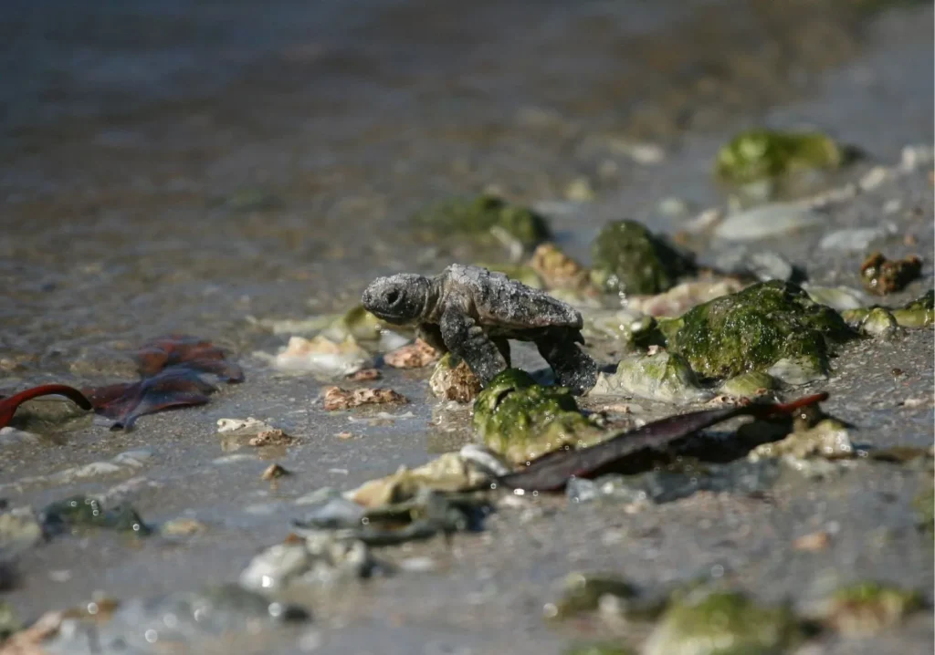 Close up of rocks in stream water