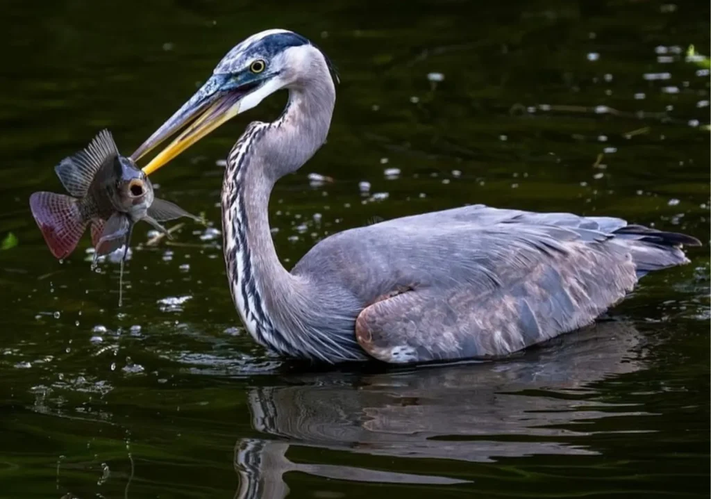 Close up of white bird floating in water