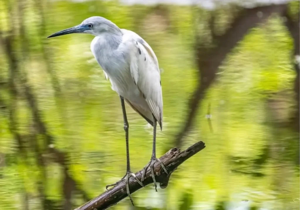 Close up of white stork bird on a branch