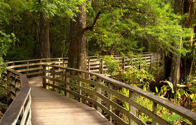 Corkscrew Swamp Sanctuary, Naples