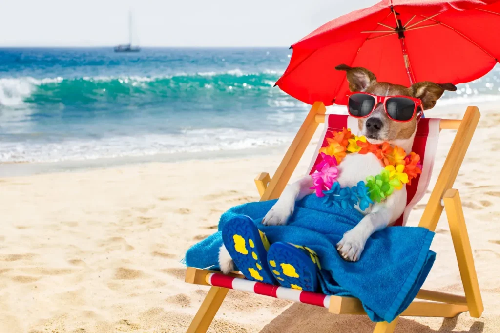 Dog in sunglasses lounging on a beach chair