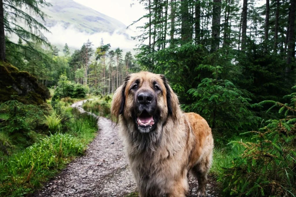 Dog on a forest hiking trail