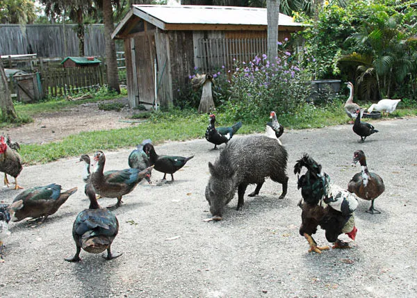 Kowiachobee Animal Preserve, Naples