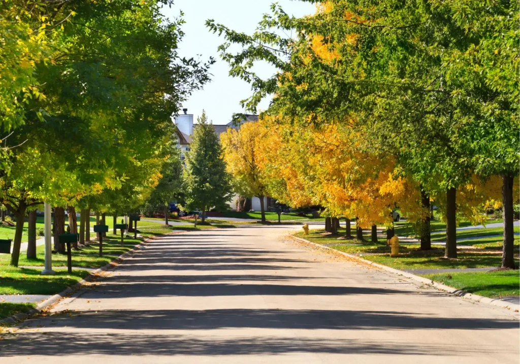 Long view of tree-lined street