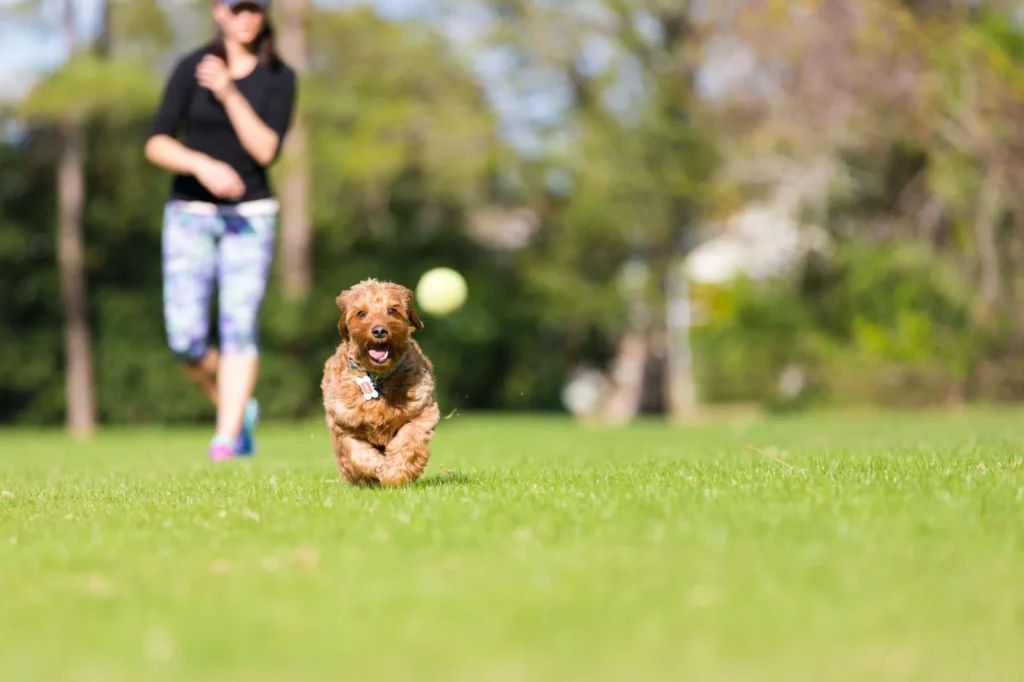 Naples Dog Park