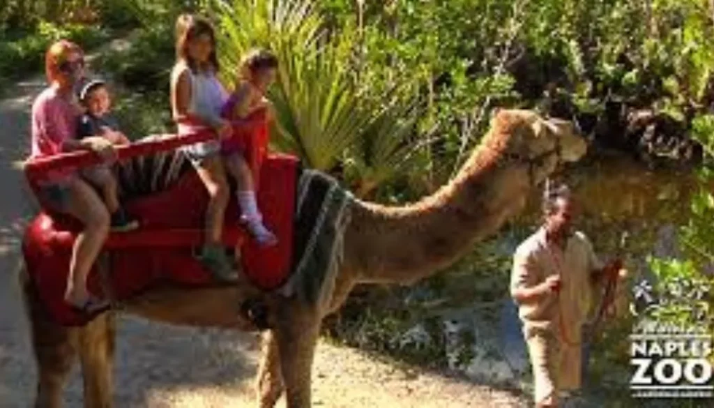 Naples Zoo, Naples