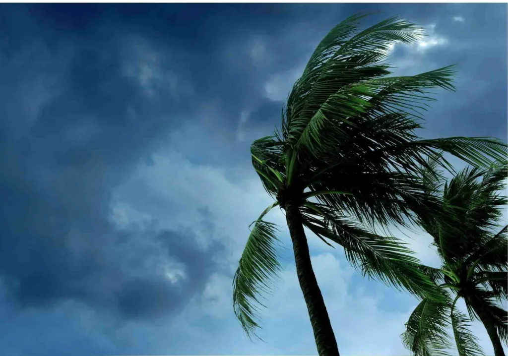 Palm tree blowing against ominous dark sky