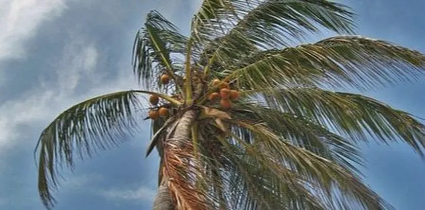 Palm tree in the wind, about wind mitigation
