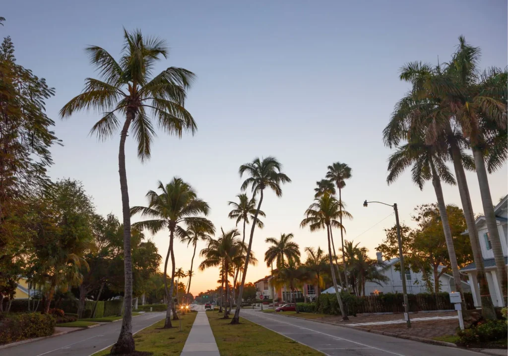 Palm tree lined street