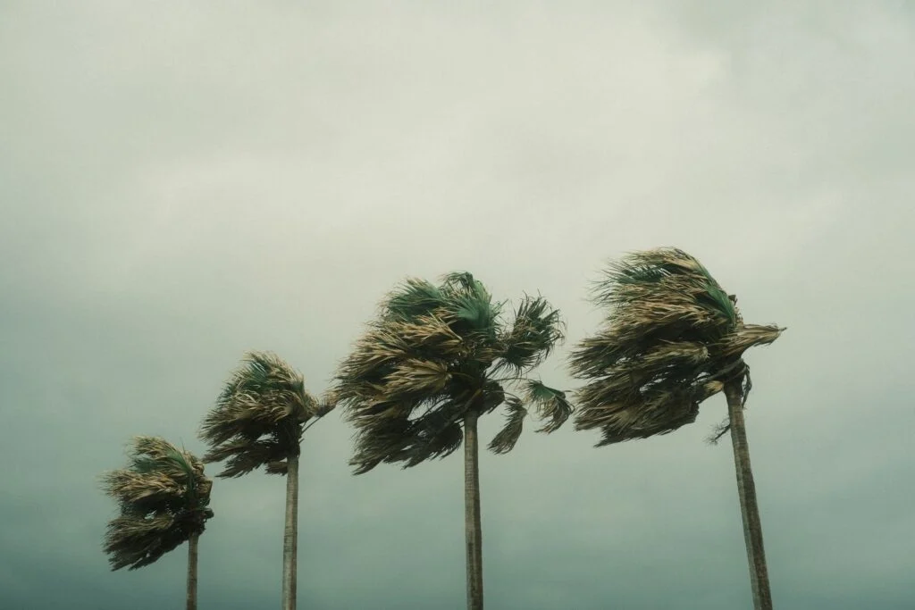 Palm trees bending in tropical storm winds