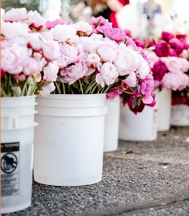 Pink flowers in white buckets