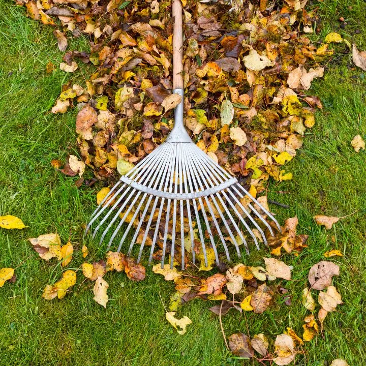 Rake gathering fallen leaves on a lawn