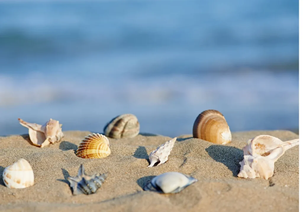 Sea shells lined up in the sand