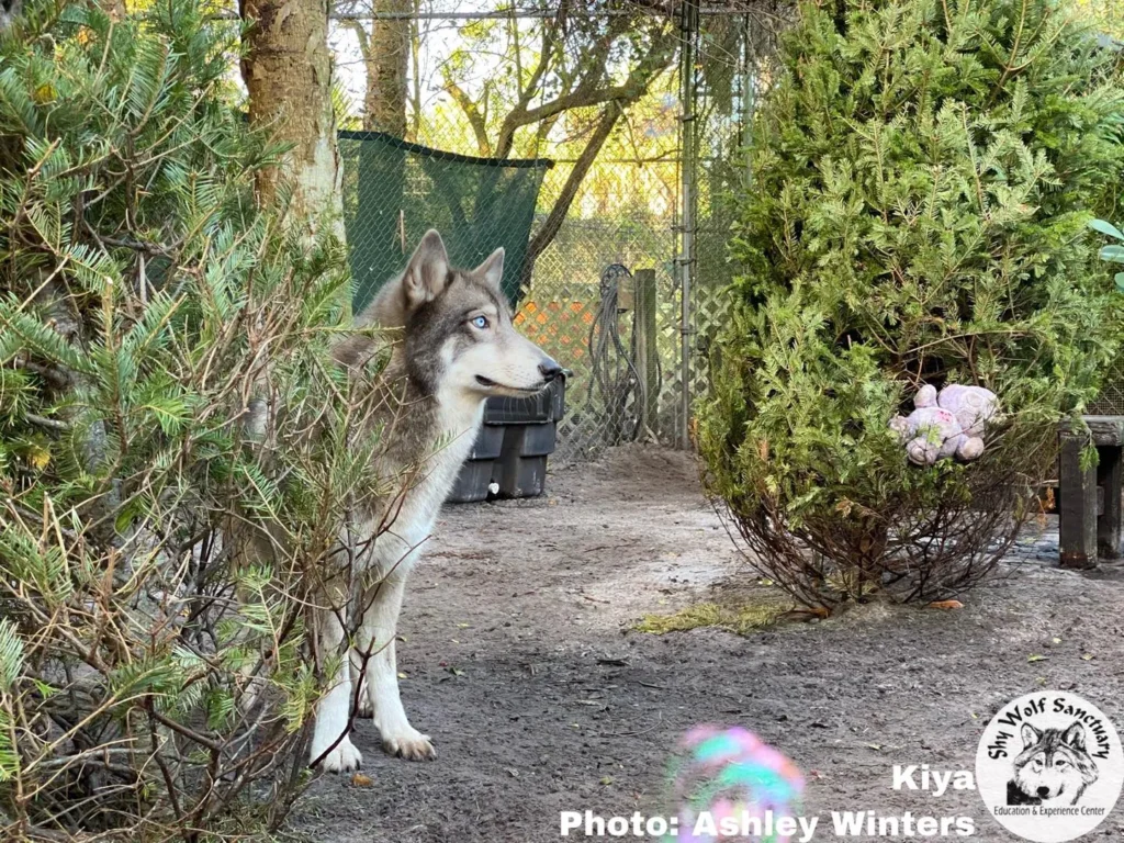 Shy Wolf Sanctuary, Naples