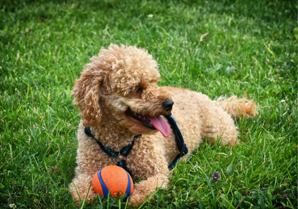Small brown dog laying in grass holding a small orange ball