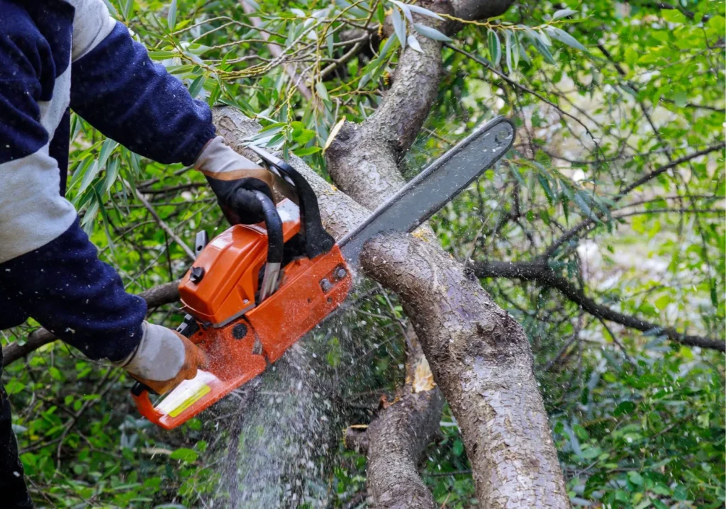 Tree Trimming and Removal