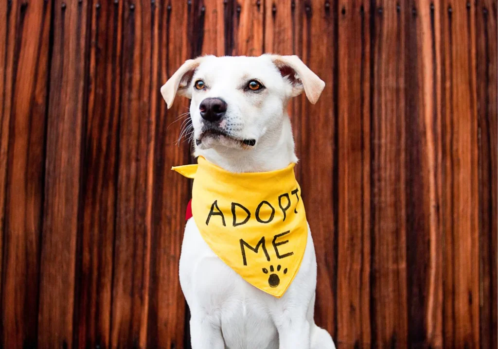 White dog with yellow bandana that says, adopt me