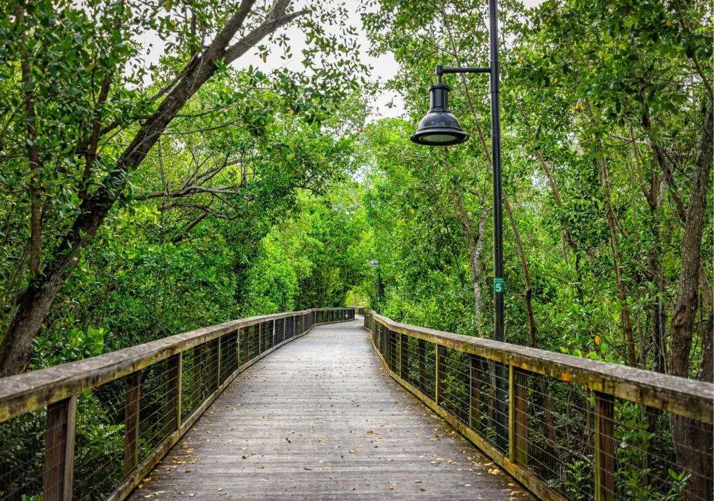 Wooden boardwalk in the mangroves