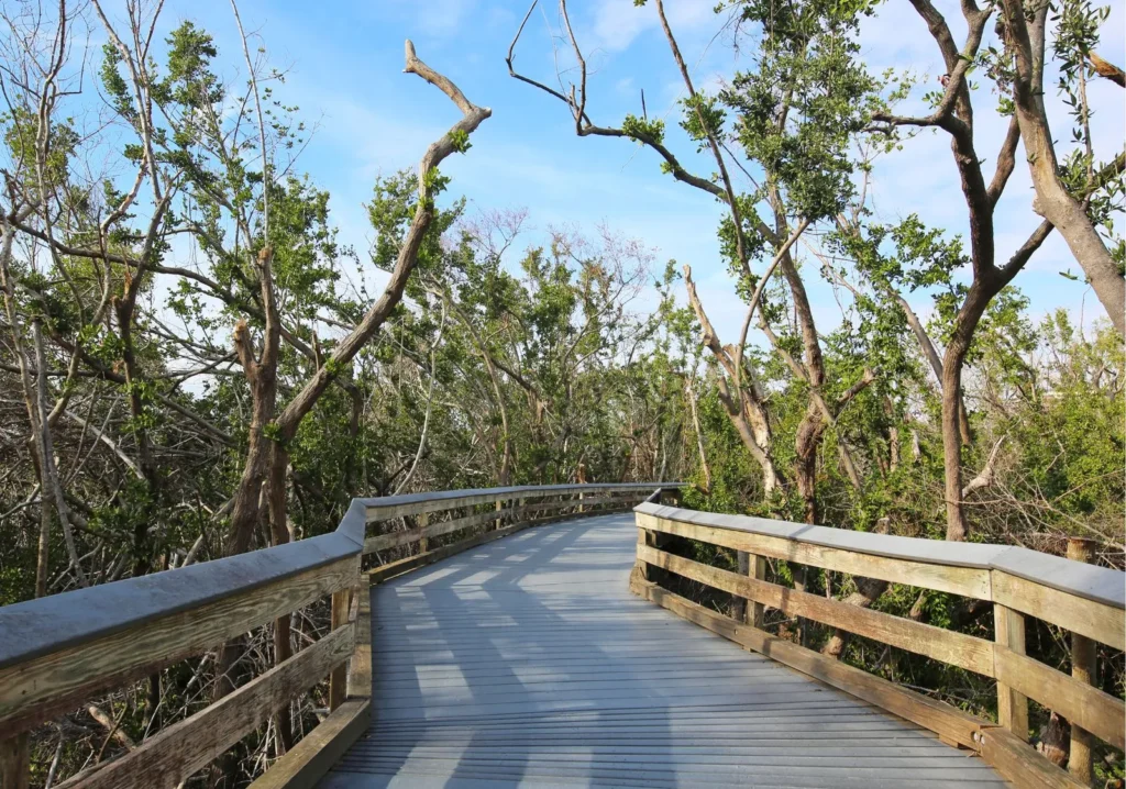 Wooden boardwalk through mangroves